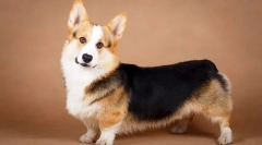 Plemeno psů velšský corgi - silný, smart, energetický přítel